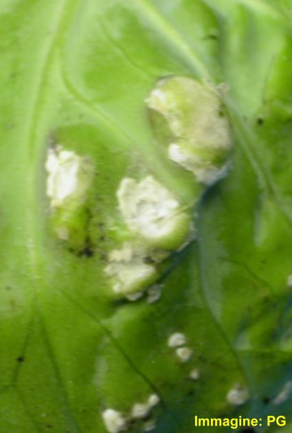Albugo candida (ruggine bianca) La fitopatia colpisce la parte e aerea il nome di possono