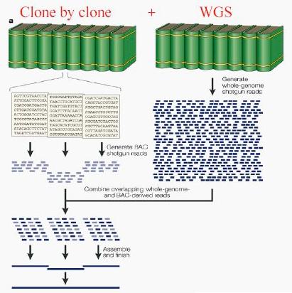 Qual'è la strategia migliore di sequenziamento, clone by clone o Whole Genome Shotgun?