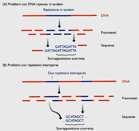 Problema dell'assemblaggio shotgun : le sequenze ripetute La presenza nel genoma eucariotico di sequenze ripetute crea problemi nell