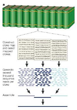 Sequenziamento clone by clone - Sommario Costruzione di una Libreria genomica con grandi (150 kb) inserti cromosomici (es. BAC).