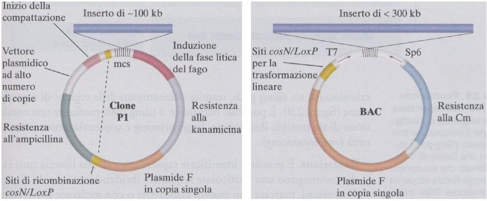 Sequenziamento clone by clone 1.