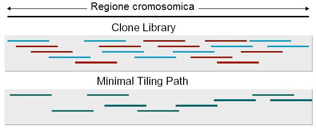 Sequenziamento clone by clone 2.