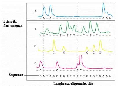 Eseguendo l analisi esattamente come nel caso di sequenziamento manuale con quattro corsie per l elettroforesi (e quindi quattro miscele distinte), l indagine mediante fluorescenza produce un