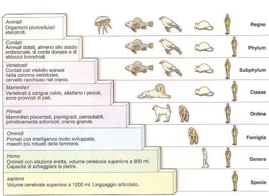 L anatomia comparata Mette a confronto le strutture corporee degli organismi viventi ed anche dei fossili (paleontologi).