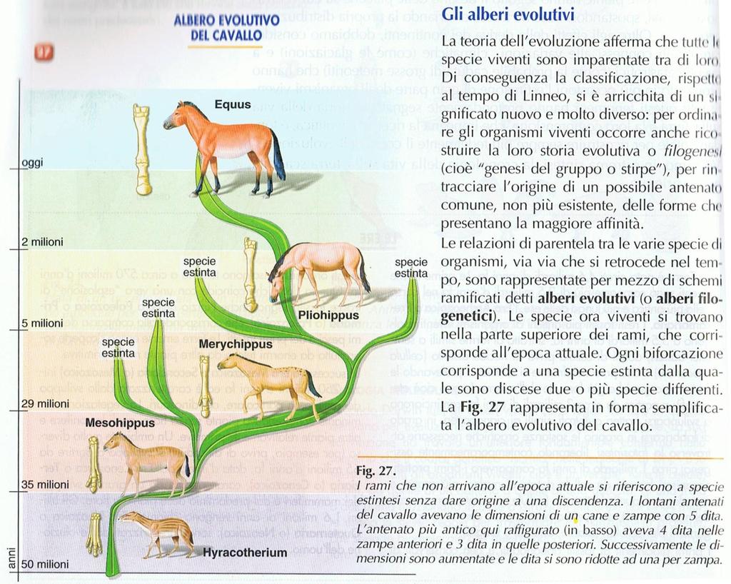 I fossili GLI ESSERI