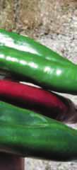 Ibrido di peperone a corno rosso, liscio sia per produzioni forzate che