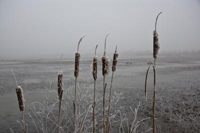 Il giorno 17, durante il pomeriggio e alla sera sono caduti 20cm di neve e durante la notte, essendosi rasserenato, la temperatura è scesa a -8.