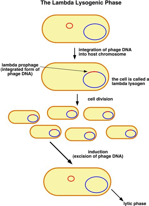 Il batteriofago λ può utilizzare due stili di vita all'interno del batterio: il ciclo litico e il ciclo lisogenico Nel ciclo litico il batteriofago si replica, si assembla in virione