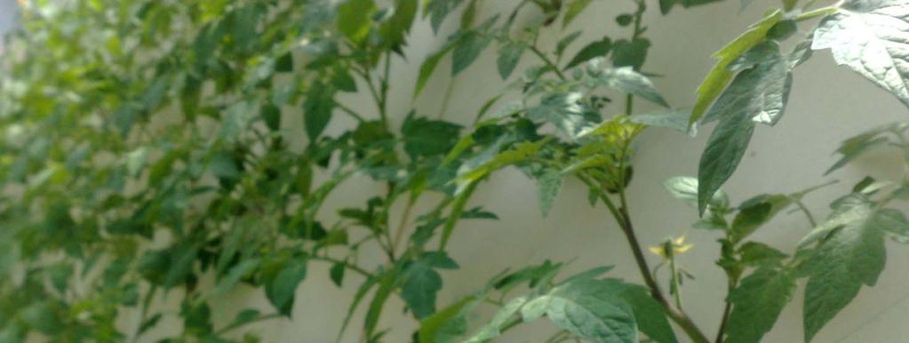 Pomodoro, cultivar: Ventero sesto cm 20 x