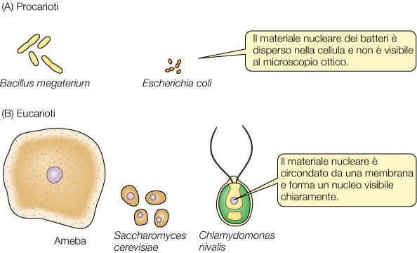 Organismi unicellulari
