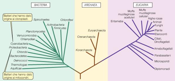 Albero filogenetico della vita nel 2009: 1872 generi, 9810 specie,