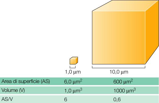 Rapporto fra superficie e