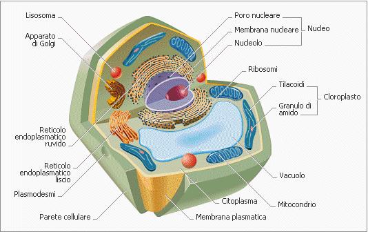 Autotrofi ed Eterotrofi Cellula vegetale autotrofa Parete cellulare di cellulosa