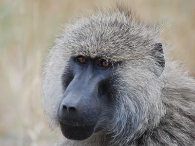 18-ago-2018 PARCO MANYARA Tarangire - Manyara 1 ora di transfer Programma: Prima di colazione verso le 7 am camminata naturalistica con guida locale nella Conservation Area