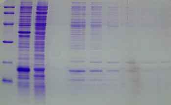 ESTRAZIONE DAI CORPI DI INCLUSIONE E REFOLDING Risolubilizzazione REFOLDING Gradiente di urea Dialisi Cromatografia (aerobiosi e anaerobiosi) RISULTATI CON SDS PAGE Corsia: 1 2 3 4 5 6 7 8 9 10 97,0