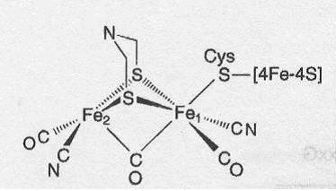 Fe- IDROGENASI Alta similarità di sequenza tra le ferro idrogenasi (50%) con conservazione del dominio catalitico.