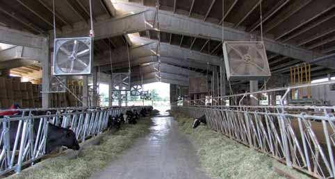 BENESSERE ANIMALE Indice di benessere dell allevamento bovino da latte Valutare il benessere dei bovini da latte in allevamento per individuare i punti critici e i possibili interventi di