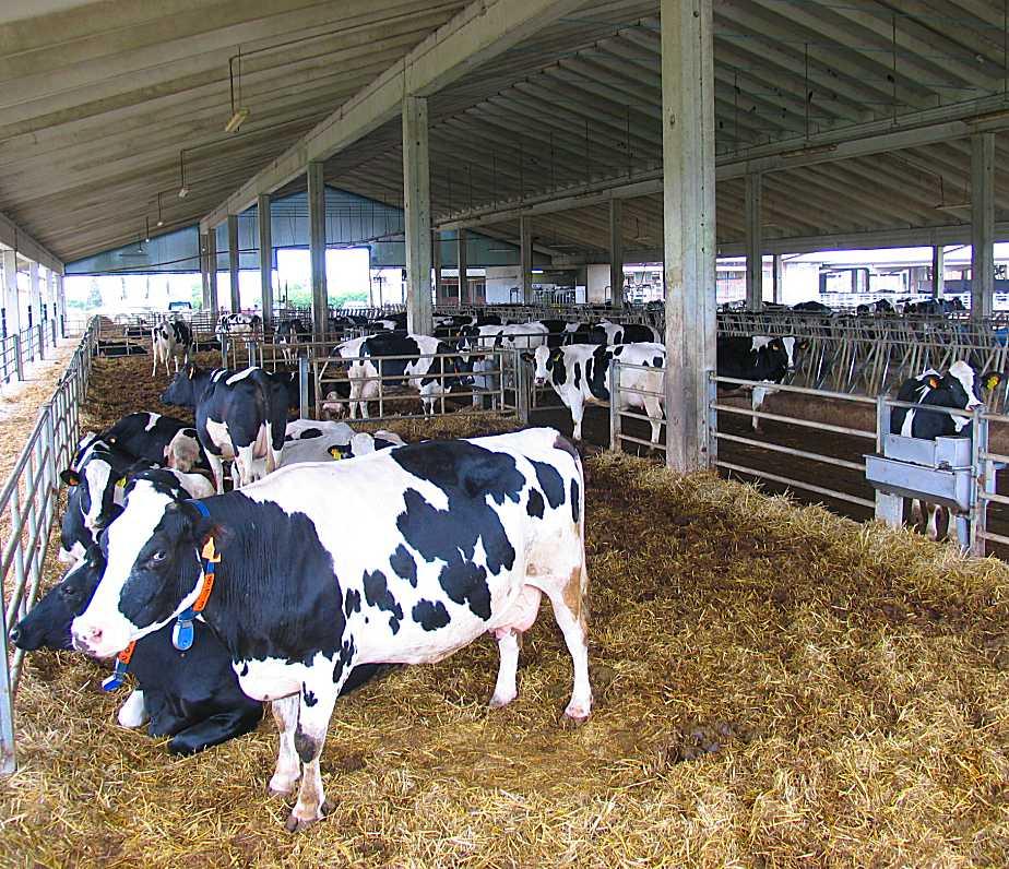 Punteggio CATE Sommatoria punteggi relativi alle diverse categorie bovine (vacche in lattazione in stabulazione fissa e/o libera, vacche in asciutta, bovini da rimonta, vitelli, tori riproduttori)