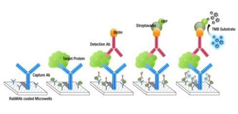 Il metodo ELISA (Enzyme-linked immunosorbent assays) è, ad oggi, il metodo più utilizzato per la ricerca di allergeni.