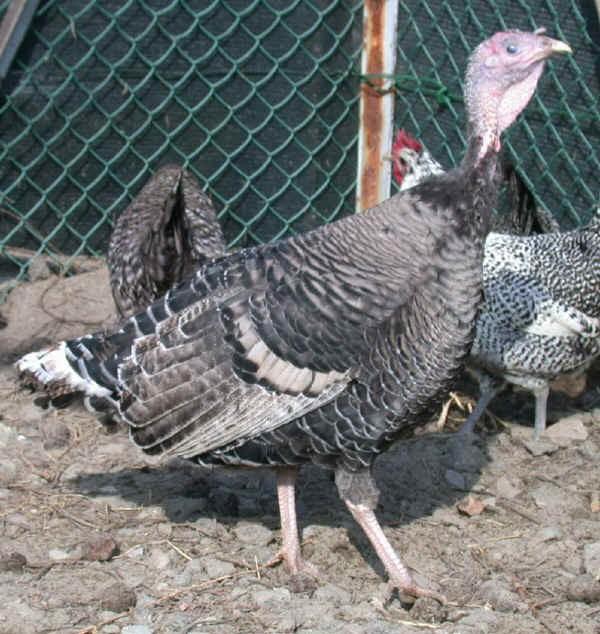 TACCHINO Famiglia:Galliformi Genere: Meleagris Specie: gallopavo Nome comune: Tacchino di Parma e Piacenza Sinonimi accertati: Sinonimie errate: Denominazioni dialettali locali Data inserimento nel