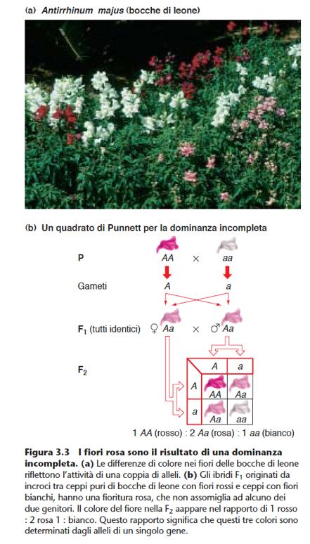 Poiché gli eterozigoti non rassomiglino a nessuno dei due omozigoti, i rapporti fenotipici sono un riflesso esatto dei rapporti genotipici.