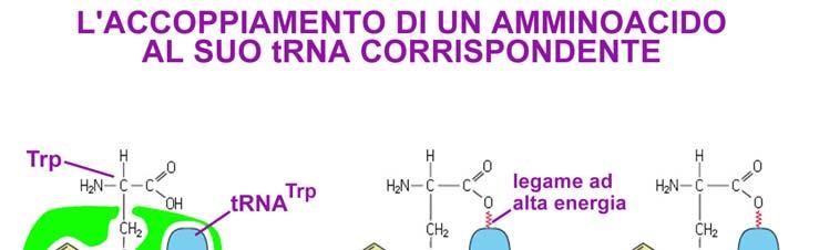 IN CHE MODO OGNI trna PUO RICONOSCERE E LEGARE L AMINOACIDO CORRETTO (QUELLO