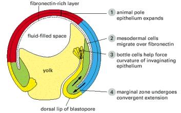 http://www.ncbi.nlm.nih.gov/books/nbk26863/figure/a3934/ Movimenti cellulari durante la gastrulazione.