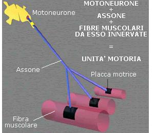 muscolo, la giunzione neuromuscolare, il