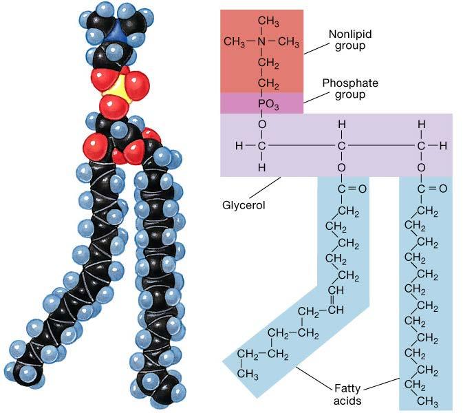 Fosfolipidi Sono fatti da digliceridi e gruppi fosfato Hanno regioni polare e nonpolari