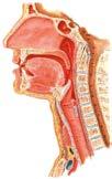 vibrazione dal passaggio dell aria, servono a produrre i suoni. La laringe sottoglottica, si continua in basso con la trachea. Fig. 1 Le alte vie aeree e la laringe, vista dal lato sinistro.