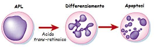 T E R API A D I F F E R E N Z I AT I V Il concetto di terapiaadifferenziativa nasce dall osservazione che alcune sostanze, sintetiche o naturali, con tossicita bassa possono ridurre la crescita