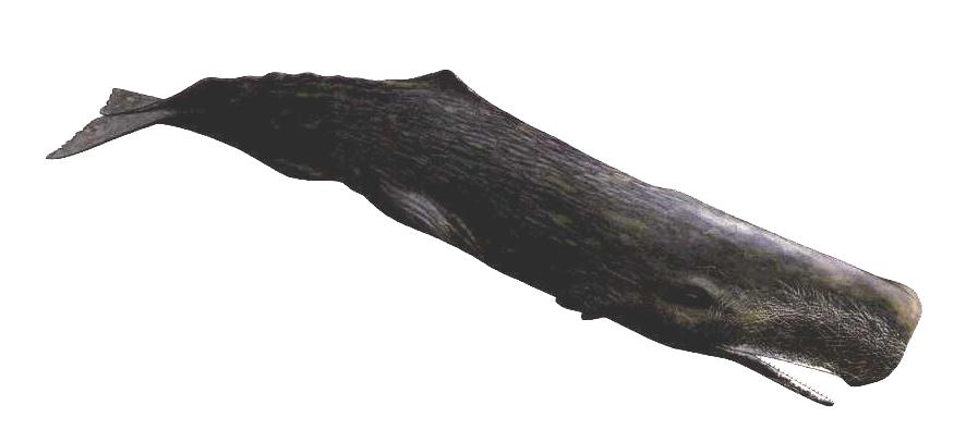 Pagina 19 di 168 Capodoglio (Physeter macrocephalus) Fig. 3.