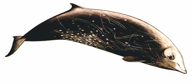 Pagina 28 di 168 Zifio (Ziphius cavirostris) Fig. 3.5 Zifio (disegno di Massimo Demma) Lo zifio è un cetaceo a vasta distribuzione mondiale, e frequenta le acque da tropicali a temperato-fredde.