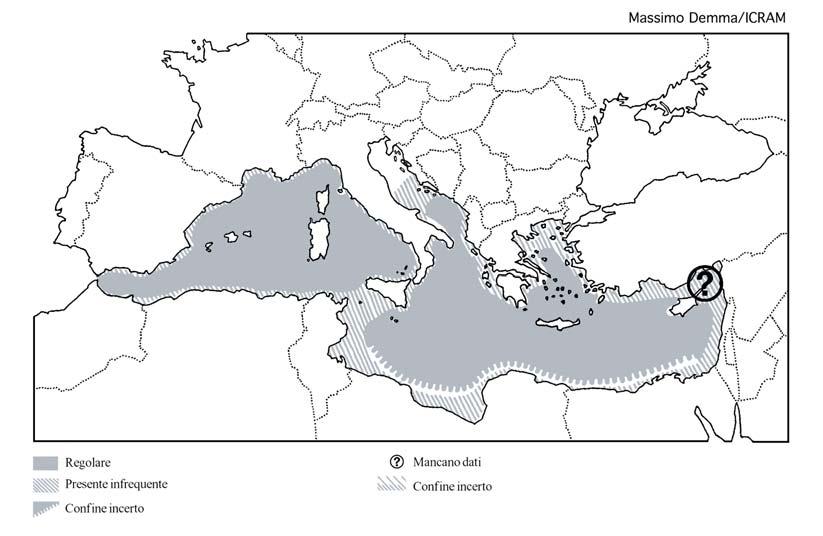 Pagina 43 di 168 Il rapporto sulla presenza della stenella striata nel Mediterraneo centrale stilato da Di Natale (1983e) descrive principalmente il gran numero di osservazioni effettuate su questa