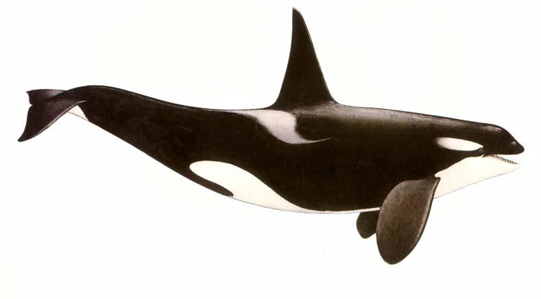 Pagina 55 di 168 Orca (Orcinus orca) Fig. 3.