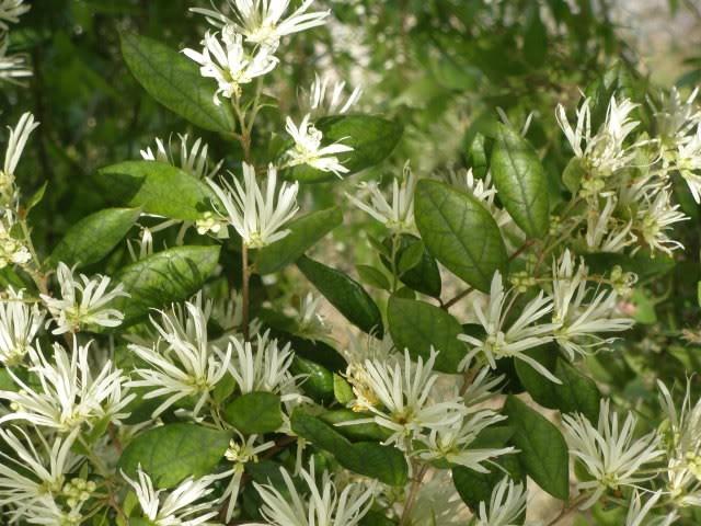 FOGLIE STRETTE VERDE SCURO BACCHE BLU 0 LOROPETALUM