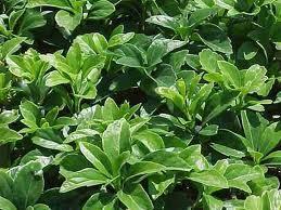 PACHYSANDRA TERMINALIS PERENNE TAPPEZZANTE( - 10 )