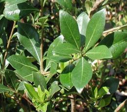 MAGGIO-SETTEMBRE PHOTINIA NANA ALTEZZA 50 Cm.