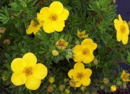 AGOSTO - POTENTILLA FRUTICOSA GOLDFINGER