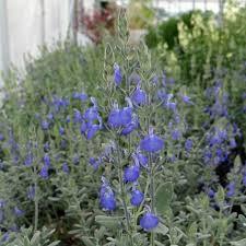 700 SALVIA BLU PERENNE ( - 10 ) FIORI