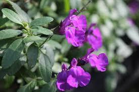 700 SALVIA VIOLA 400 PERENNE ( - 10 )