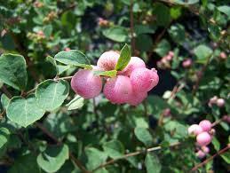 SYMPHORICARPOS HANCOCK ROSSO ALTEZZA 40 cm.