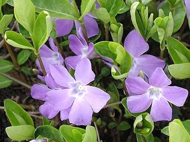 VINCA MINOR BIANCA PERENNE TAPPEZZANTE ( - 15