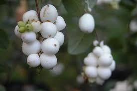 SYMPHORICARPOS WHITE HEDGE BIANCO BACCHE