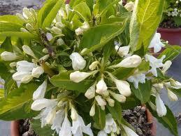 WEIGELA CANDIDA BIANCA ALTEZZA cm.