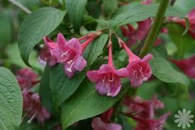 APRILE-GIUGNO 400 WEIGELIA NEWPORT