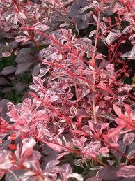 FOGLIE VERDE SCURO LUCENTE FIORI GIALLI DA APRILE A