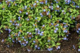 CARYOPTERIS HEAVENLY BLUE ALTEZZA MAX cm.