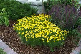 COREOPSIS ZAGREB PERENNE DECIDUA ( - 10 ) ALTEZZA 30 cm.