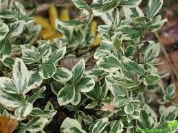 EUONYMUS EMERALD GAIETY PICCOLO ARBUSTO